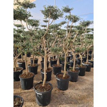 Olea Plato Mini 35 lt